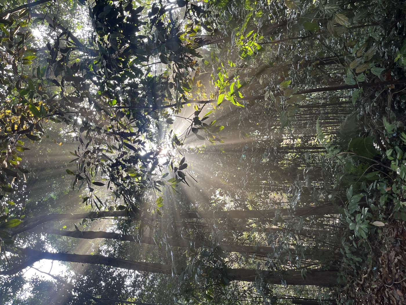 Tree in dappled light